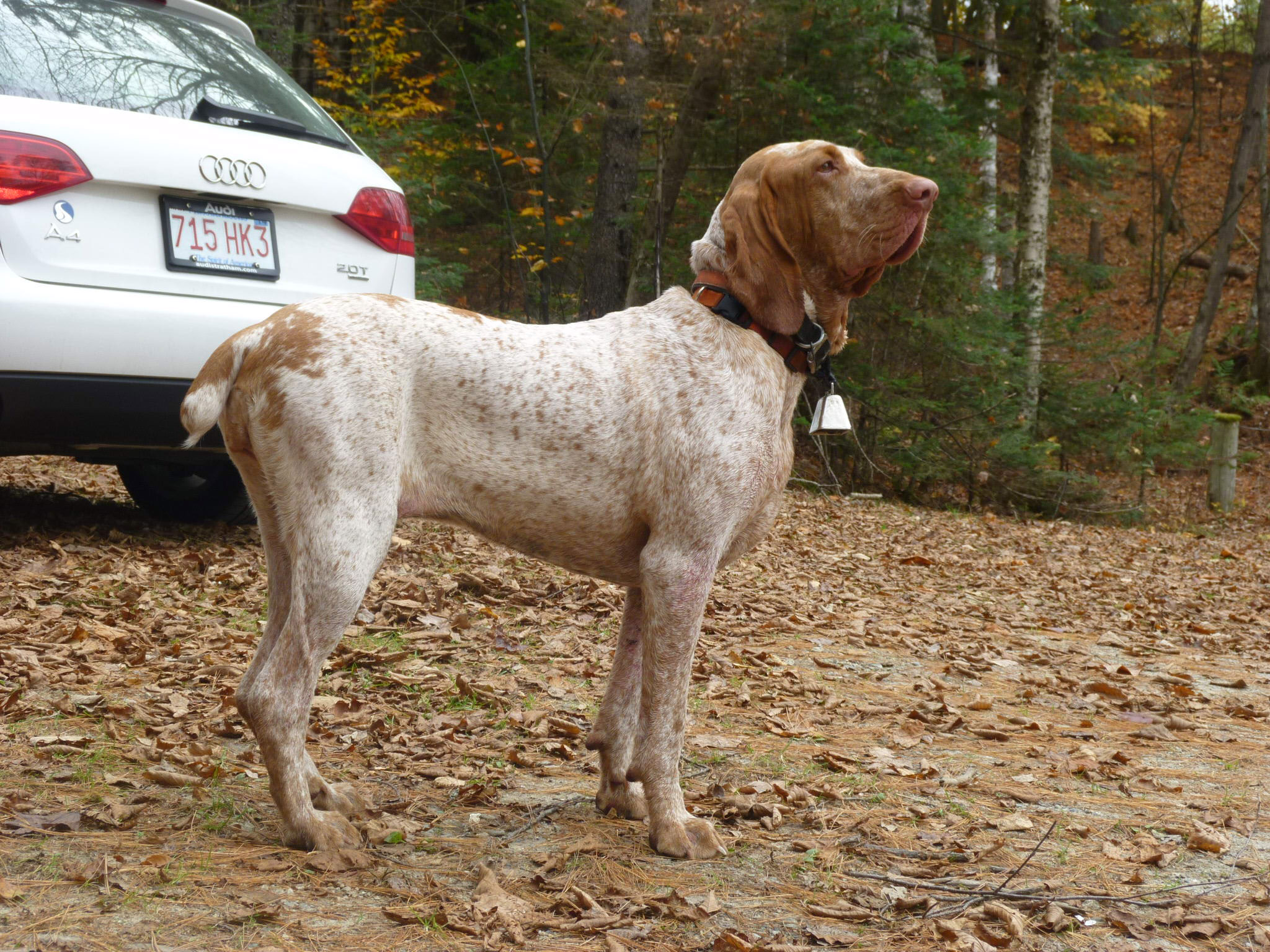 "Abbie at the end of the day. She is posing behind her preferred ride, unfortunately, not our car."