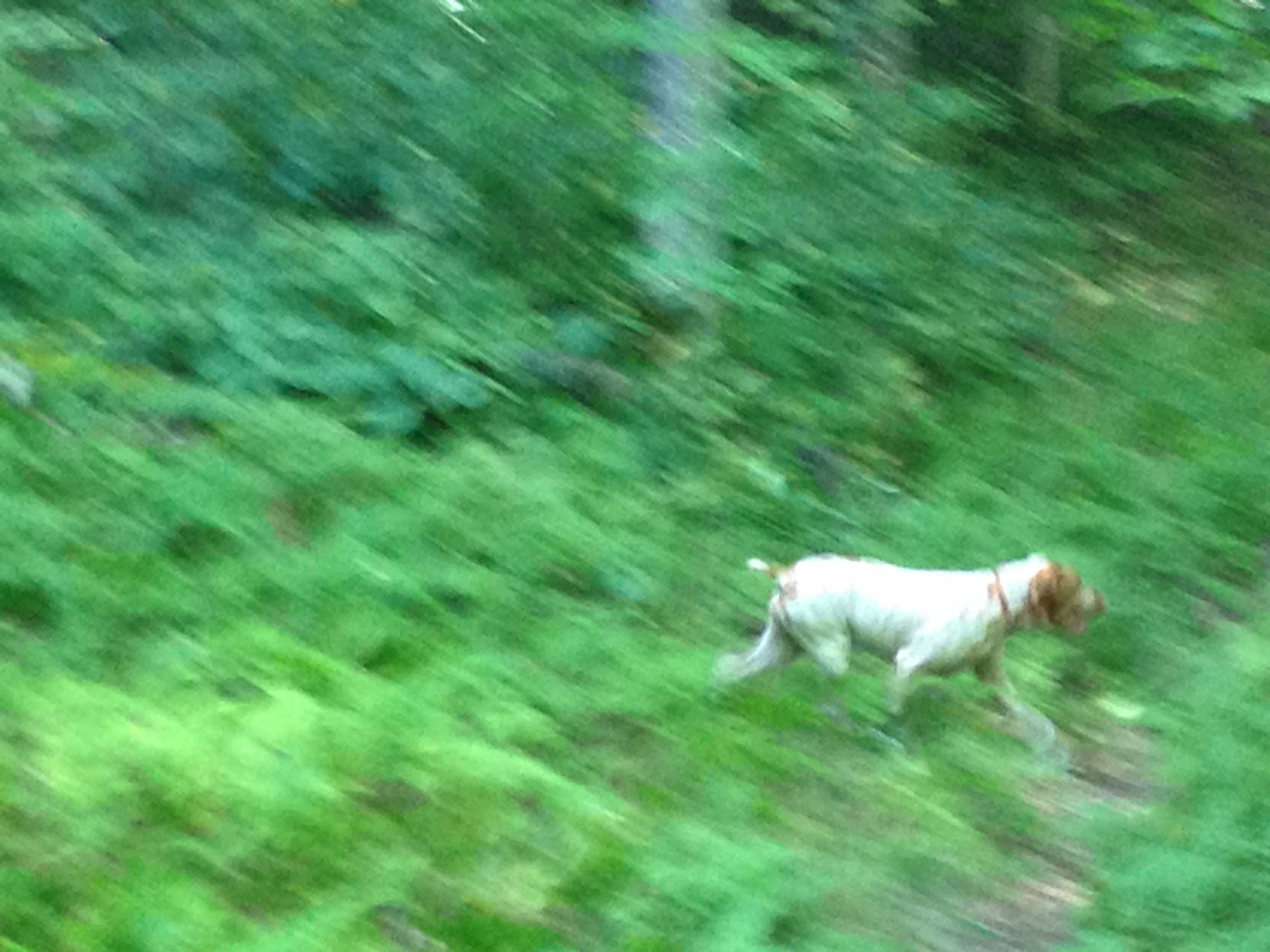 "Abbie mid extended trot. It's a pretty gait to watch, and seemingly tireless."