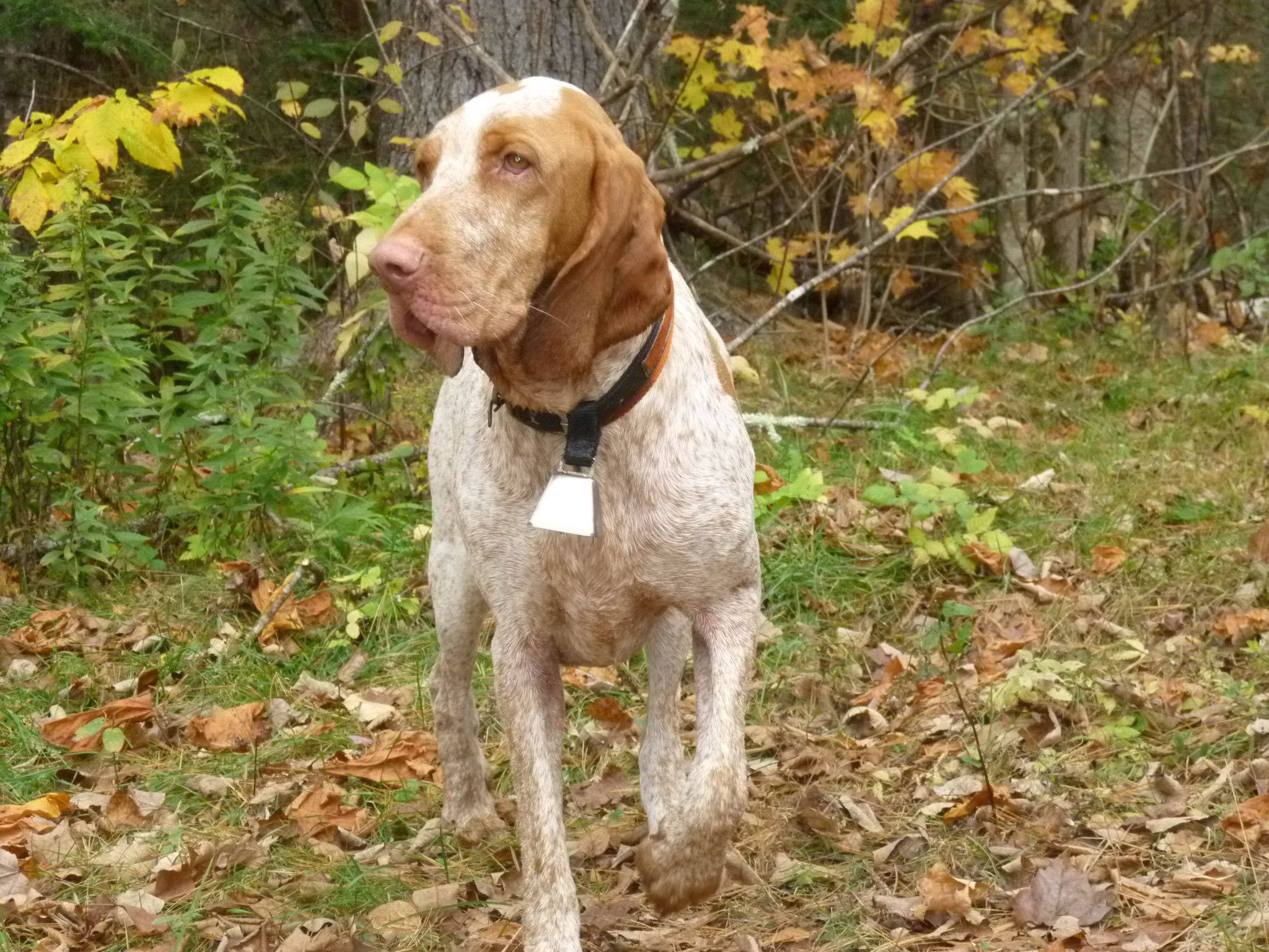 "Abbie showing her game face. She is all business when her bell is on."