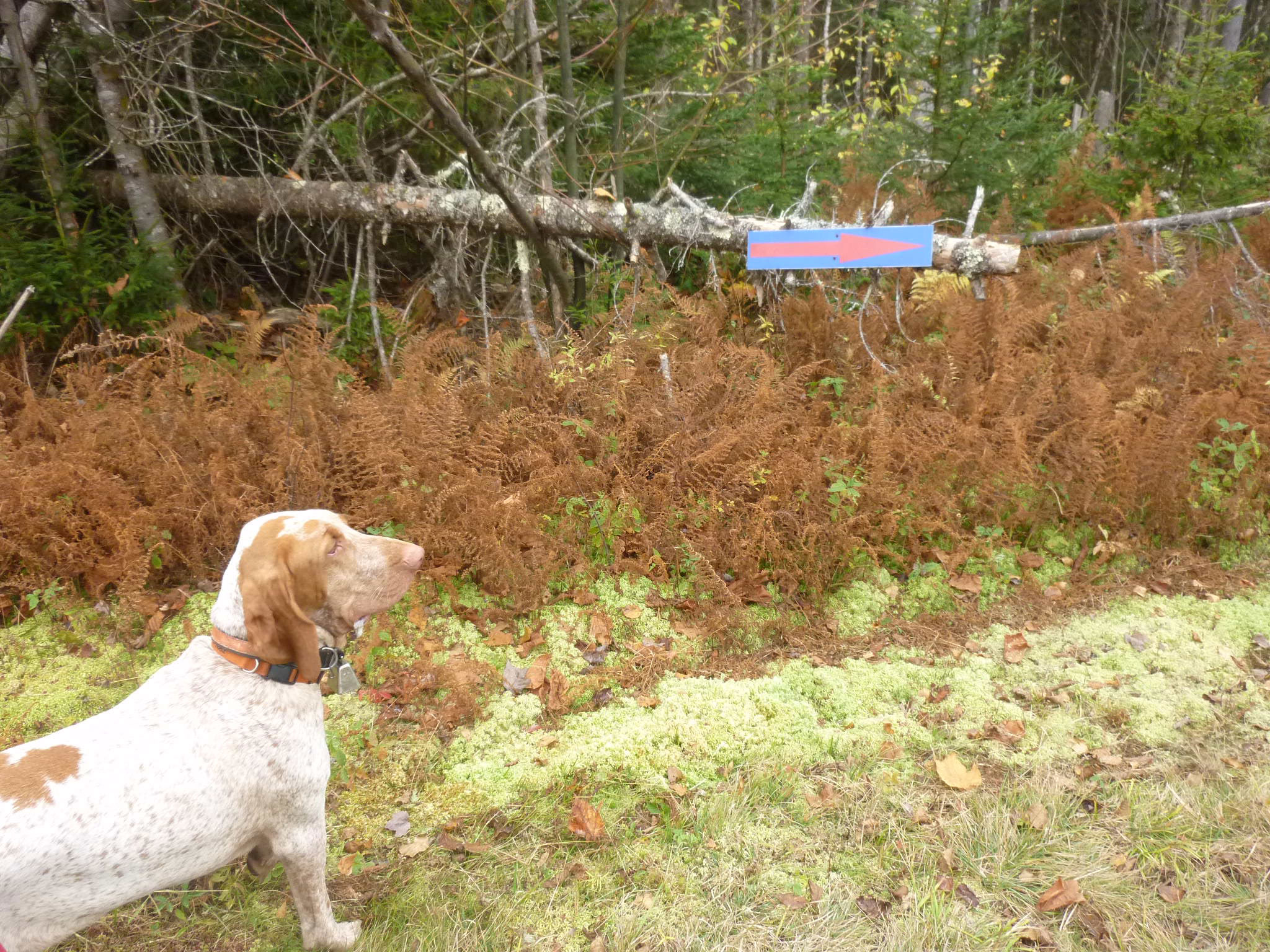 "We interpreted this sign to mean, "Grouse this way."
