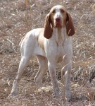 Mosca4
